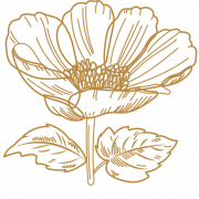 Logo de Floristería en Madrid
